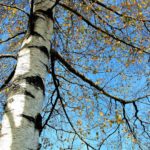 Uusia puita Hämeenlinnassa kahteen puistoon